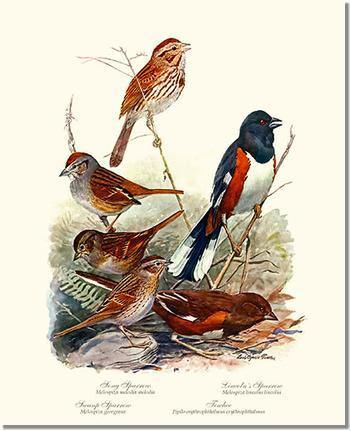 Sparrows and Towhees