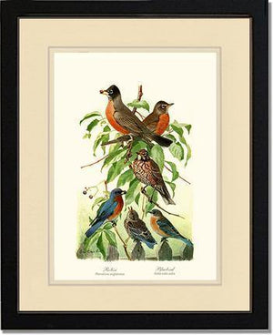 Robins and Bluebirds - Charting Nature