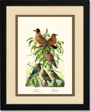 Robins and Bluebirds - Charting Nature