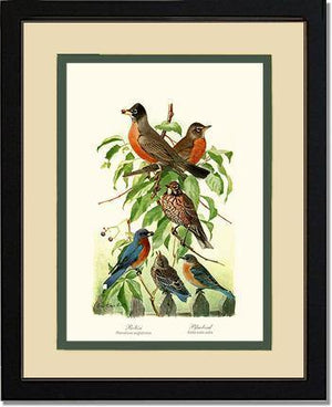 Robins and Bluebirds - Charting Nature