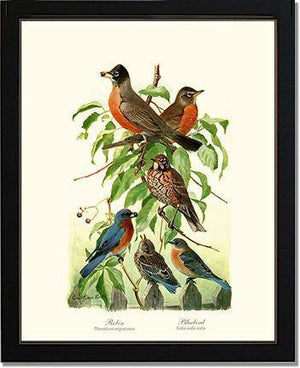 Robins and Bluebirds - Charting Nature