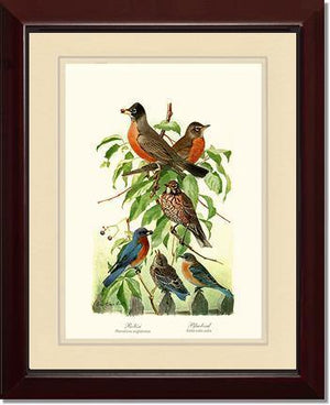 Robins and Bluebirds - Charting Nature