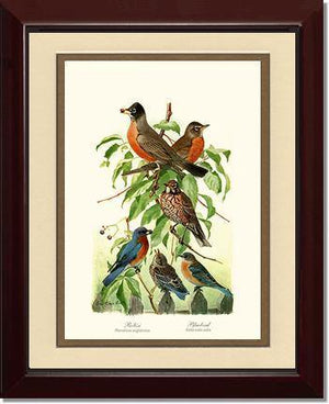 Robins and Bluebirds - Charting Nature