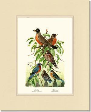 Robins and Bluebirds - Charting Nature