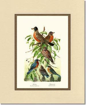 Robins and Bluebirds - Charting Nature