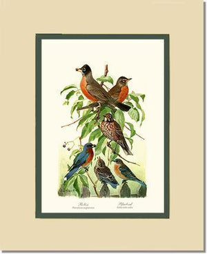 Robins and Bluebirds - Charting Nature