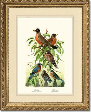 Robins and Bluebirds - Charting Nature