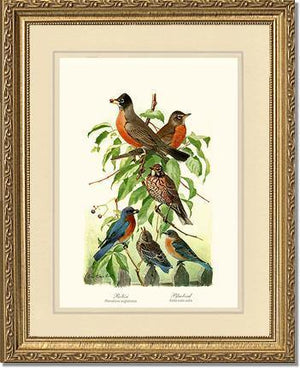 Robins and Bluebirds - Charting Nature