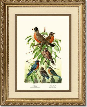 Robins and Bluebirds - Charting Nature