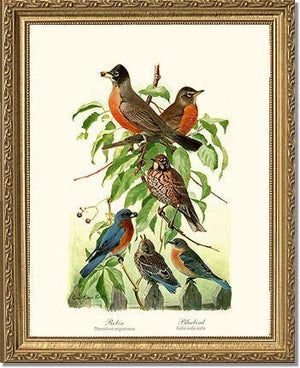 Robins and Bluebirds - Charting Nature