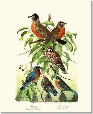 Robins and Bluebirds - Charting Nature