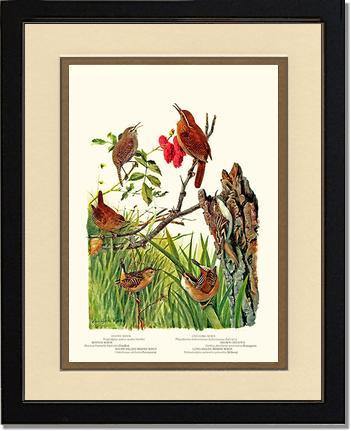 Wrens - Charting Nature