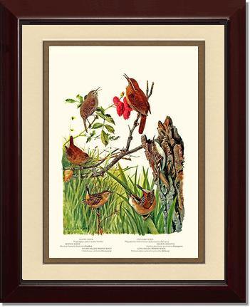 Wrens - Charting Nature