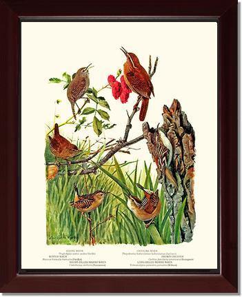 Wrens Vintage Audubon Bird Wall Art Print – Charting Nature