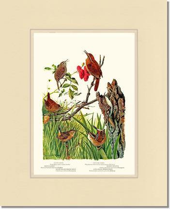 Wrens - Charting Nature