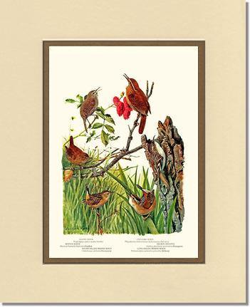 Wrens - Charting Nature