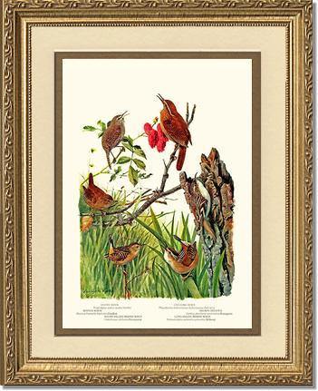 Wrens - Charting Nature