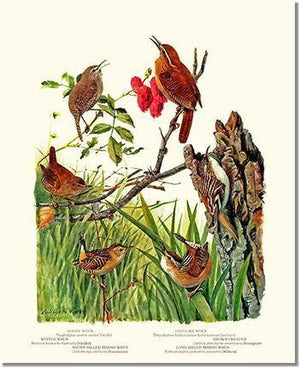 Bird Print: Wrens