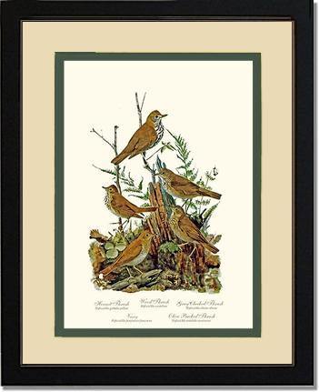 Thrushes - Charting Nature