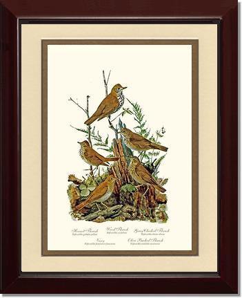 Thrushes - Charting Nature
