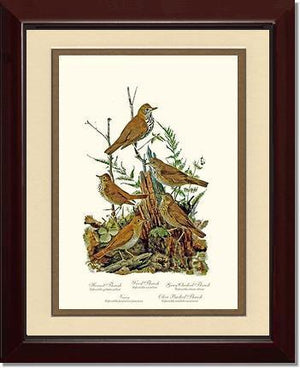Thrushes - Charting Nature