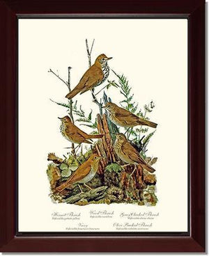 Thrushes - Charting Nature