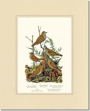 Thrushes - Charting Nature