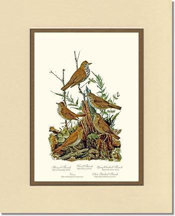 Thrushes - Charting Nature