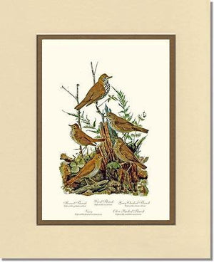 Thrushes - Charting Nature