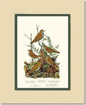 Thrushes - Charting Nature