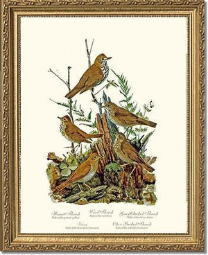 Thrushes - Charting Nature