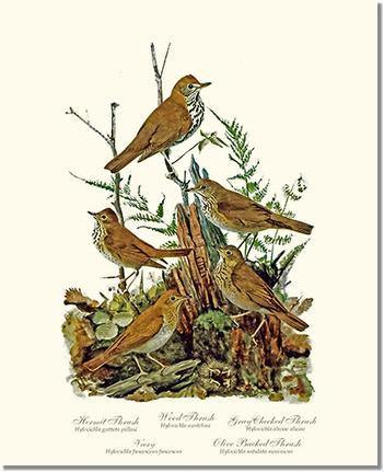 Thrushes