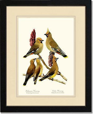 Wax Wings - Charting Nature
