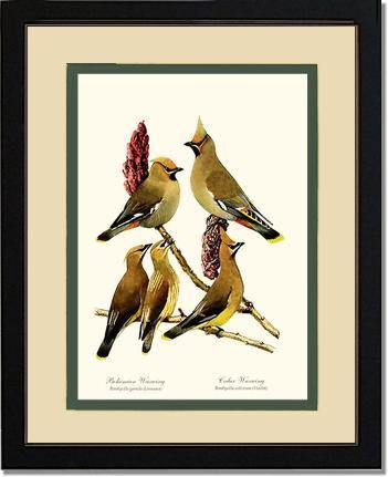Wax Wings - Charting Nature