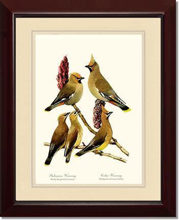 Wax Wings - Charting Nature