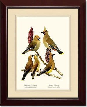 Wax Wings - Charting Nature