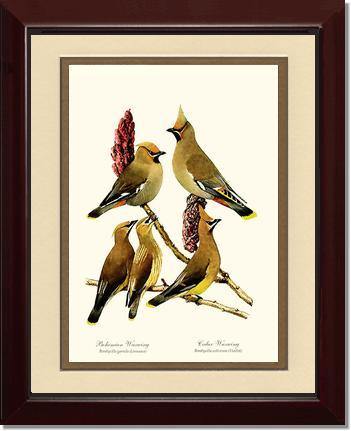 Wax Wings - Charting Nature