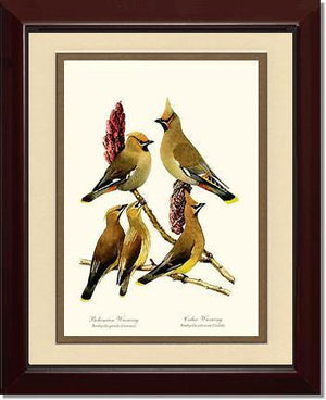 Wax Wings - Charting Nature