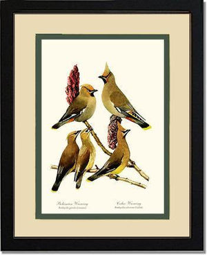 Wax Wings - Charting Nature