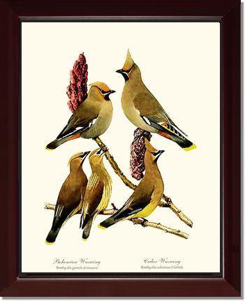 Wax Wings - Charting Nature