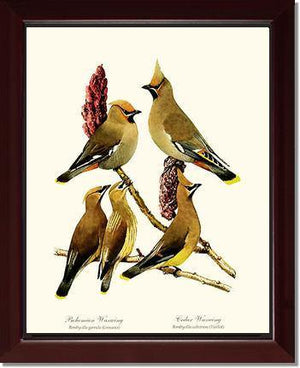 Wax Wings - Charting Nature