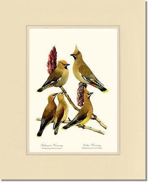 Wax Wings - Charting Nature