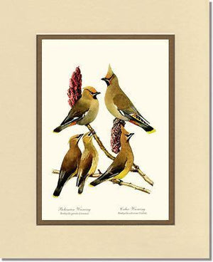 Wax Wings - Charting Nature