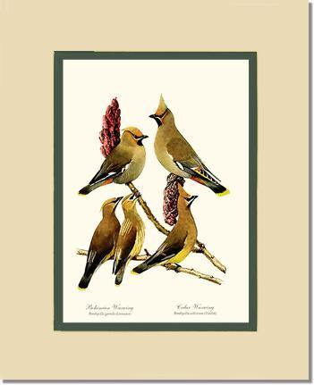 Wax Wings - Charting Nature