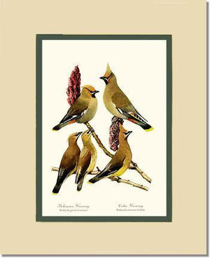 Wax Wings - Charting Nature