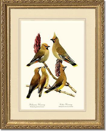 Wax Wings - Charting Nature