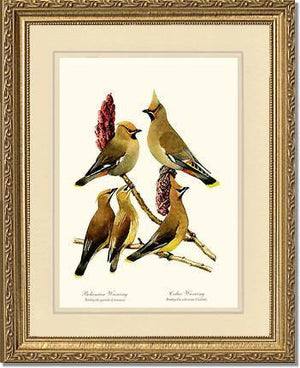 Wax Wings - Charting Nature