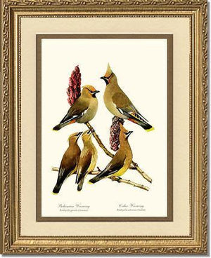 Wax Wings - Charting Nature