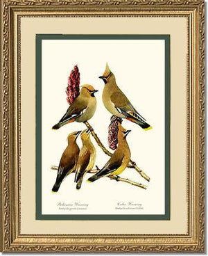 Wax Wings - Charting Nature