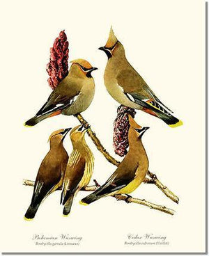 Wax Wings - Charting Nature